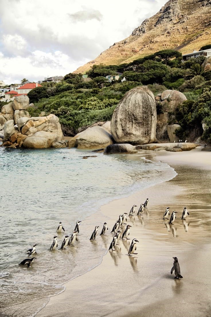 Boulders Beach_