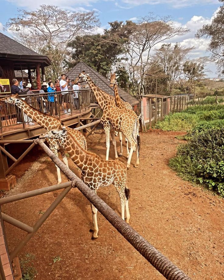 #giraffecentre #giraffelove #activitiesinnairobi