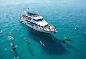 Observation des dauphins en mer Rouge