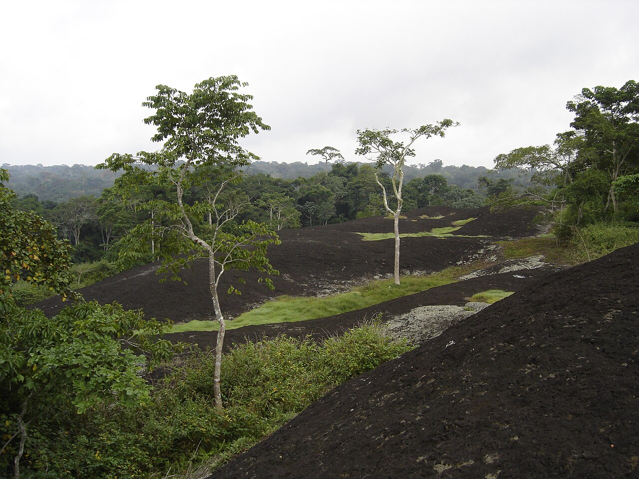 Foret equatoriale au Cameroun