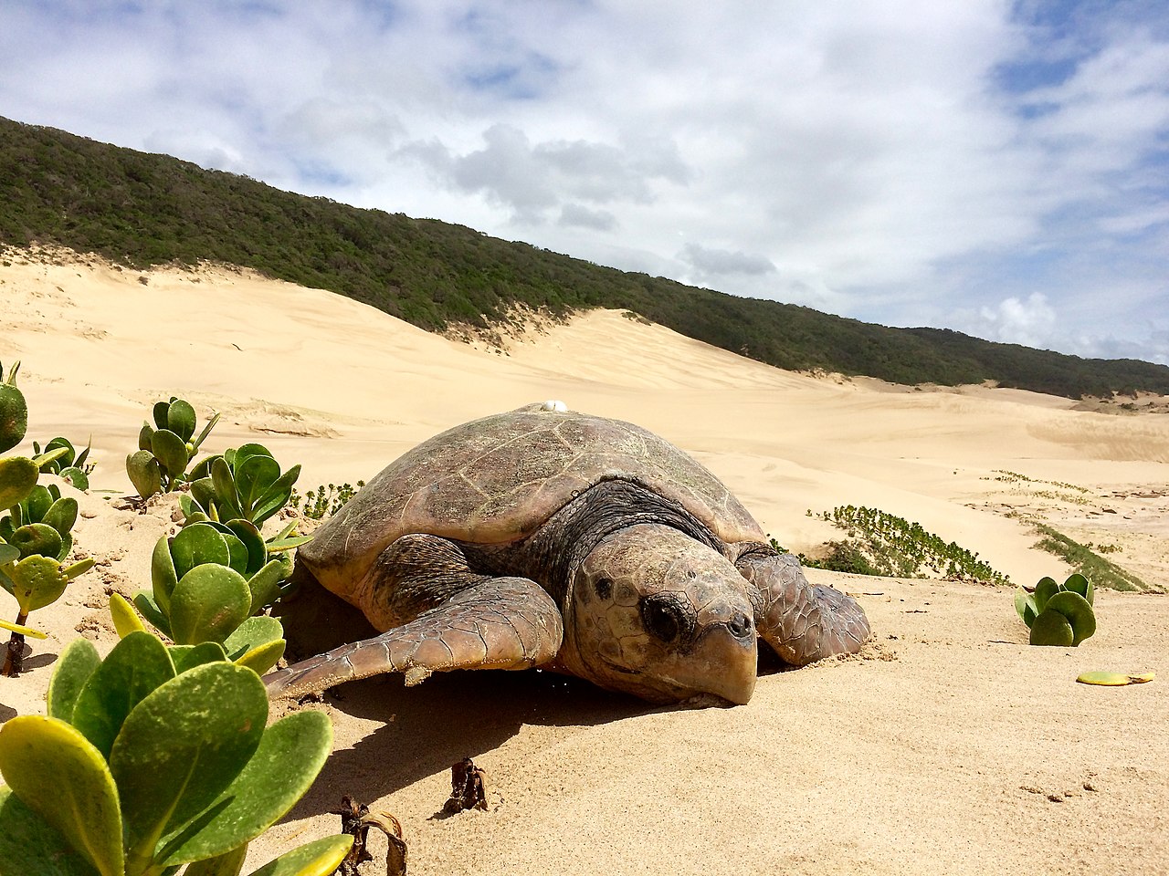 Tortue marine sur une plage africaine