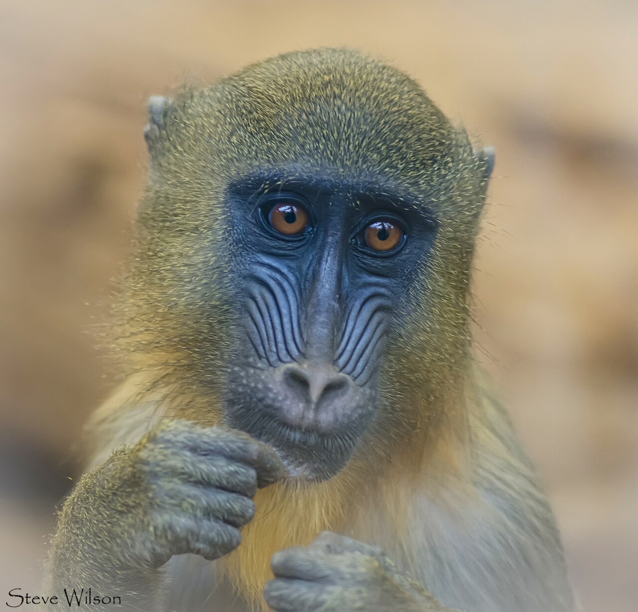 Mandrill, primate des forets du bassin du Congo