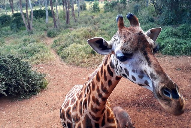 Girafe au Giraffe Centre de Nairobi