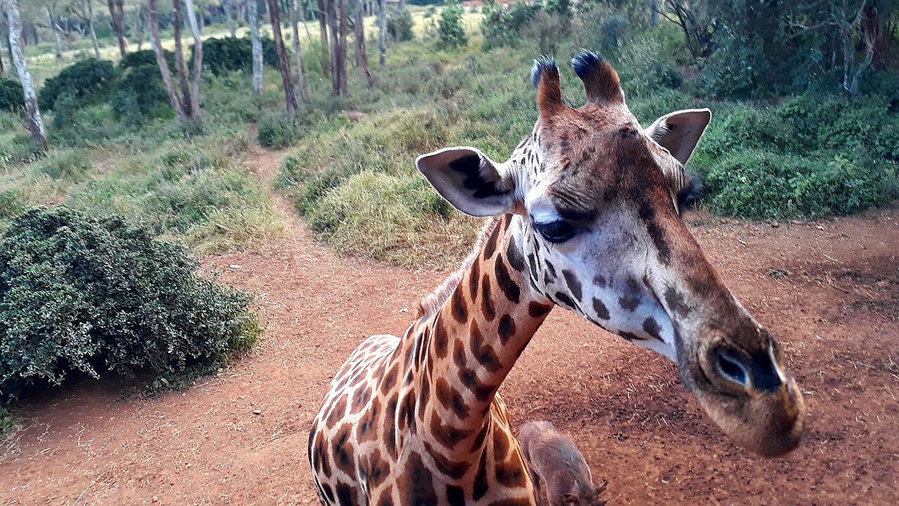 Girafe au Giraffe Centre de Nairobi