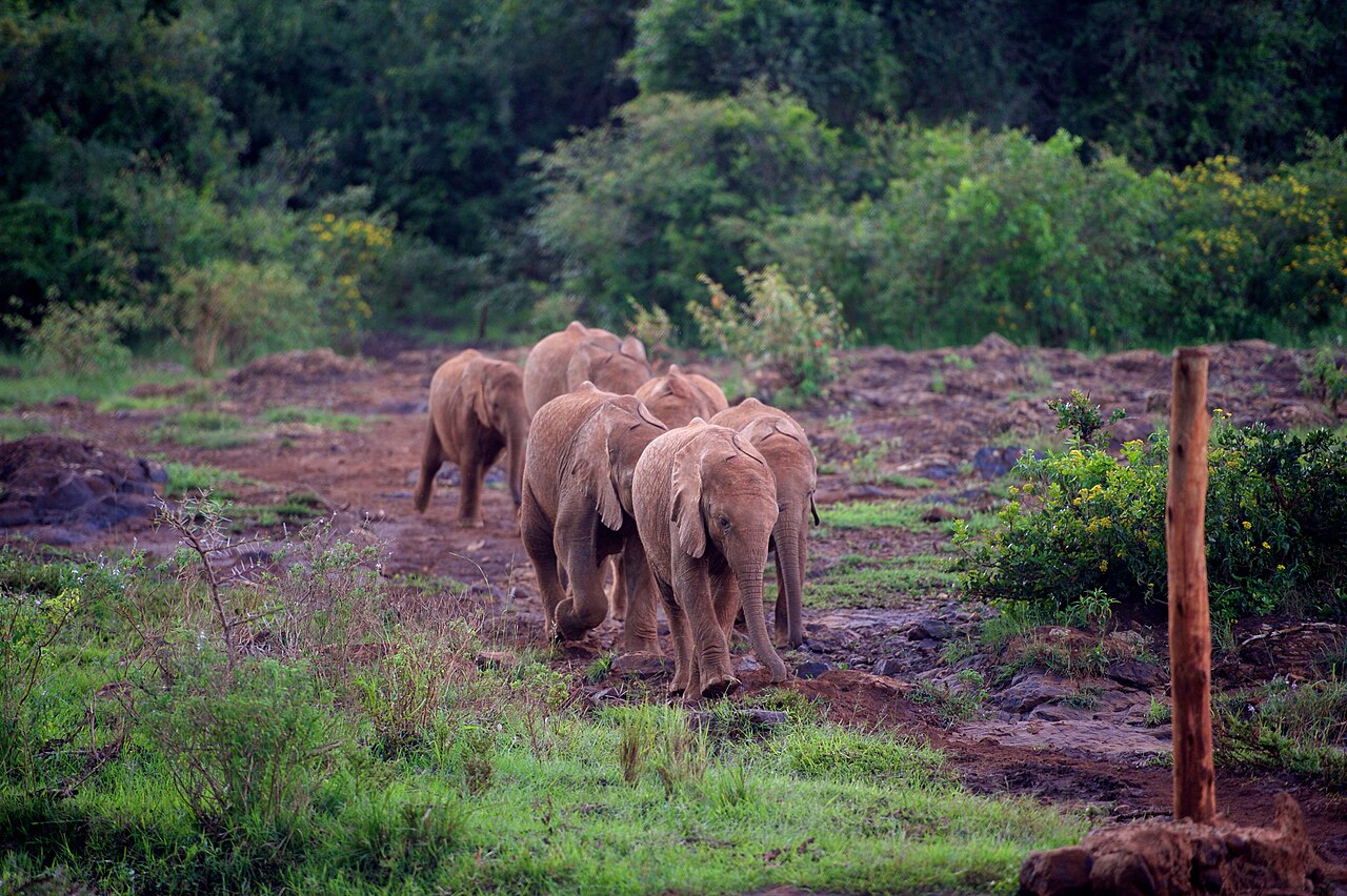 Elephanteaux nourris a l orphelinat Sheldrick de Nairobi