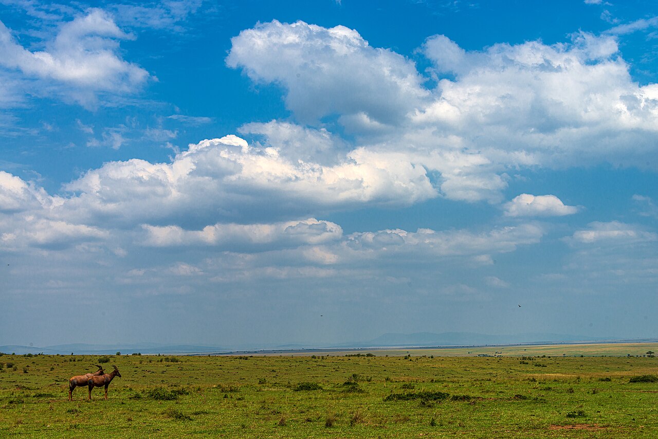 Paysage de savane du Masai Mara