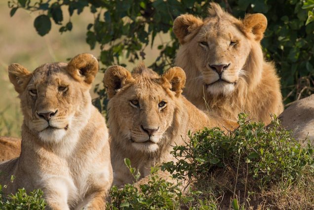 Famille de lions dans la réserve du Masai Mara