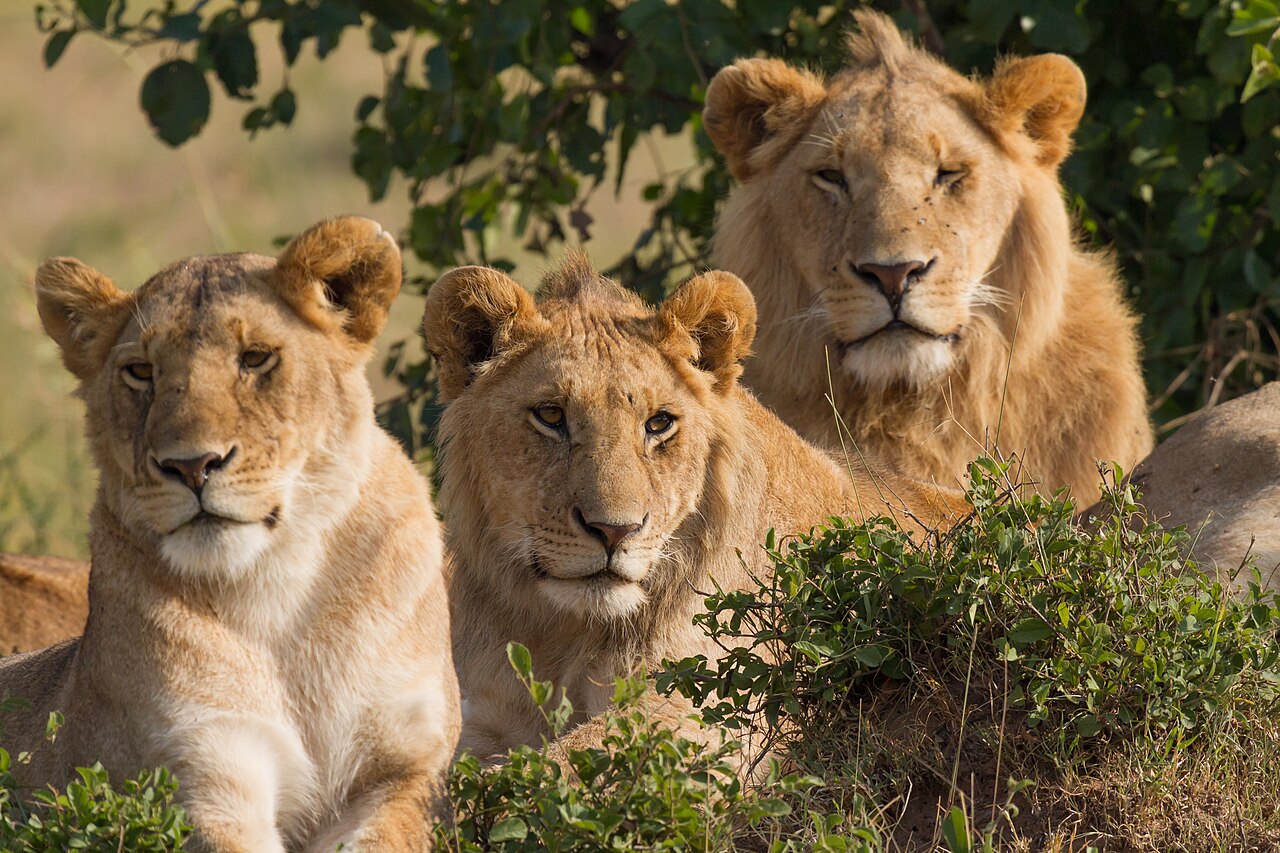 Famille de lions dans la reserve du Masai Mara