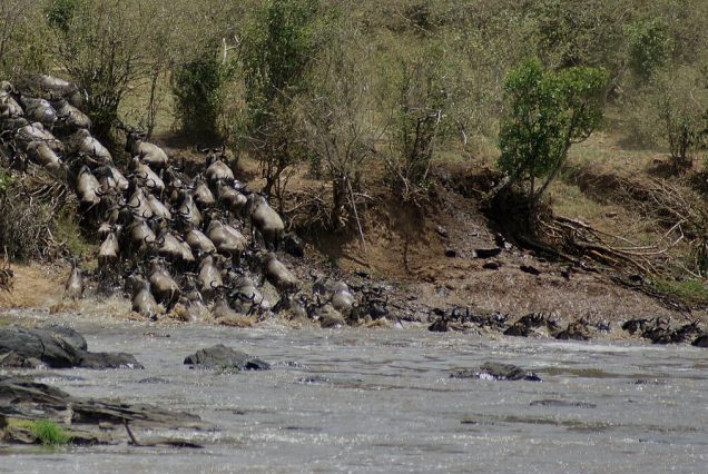 Traversée des gnous sur la Mara River au Masai Mara