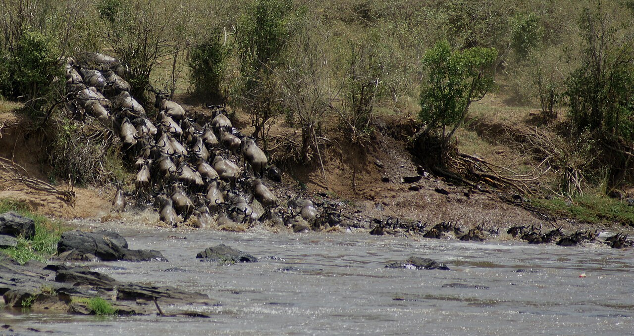 Traversee des gnous sur la Mara River