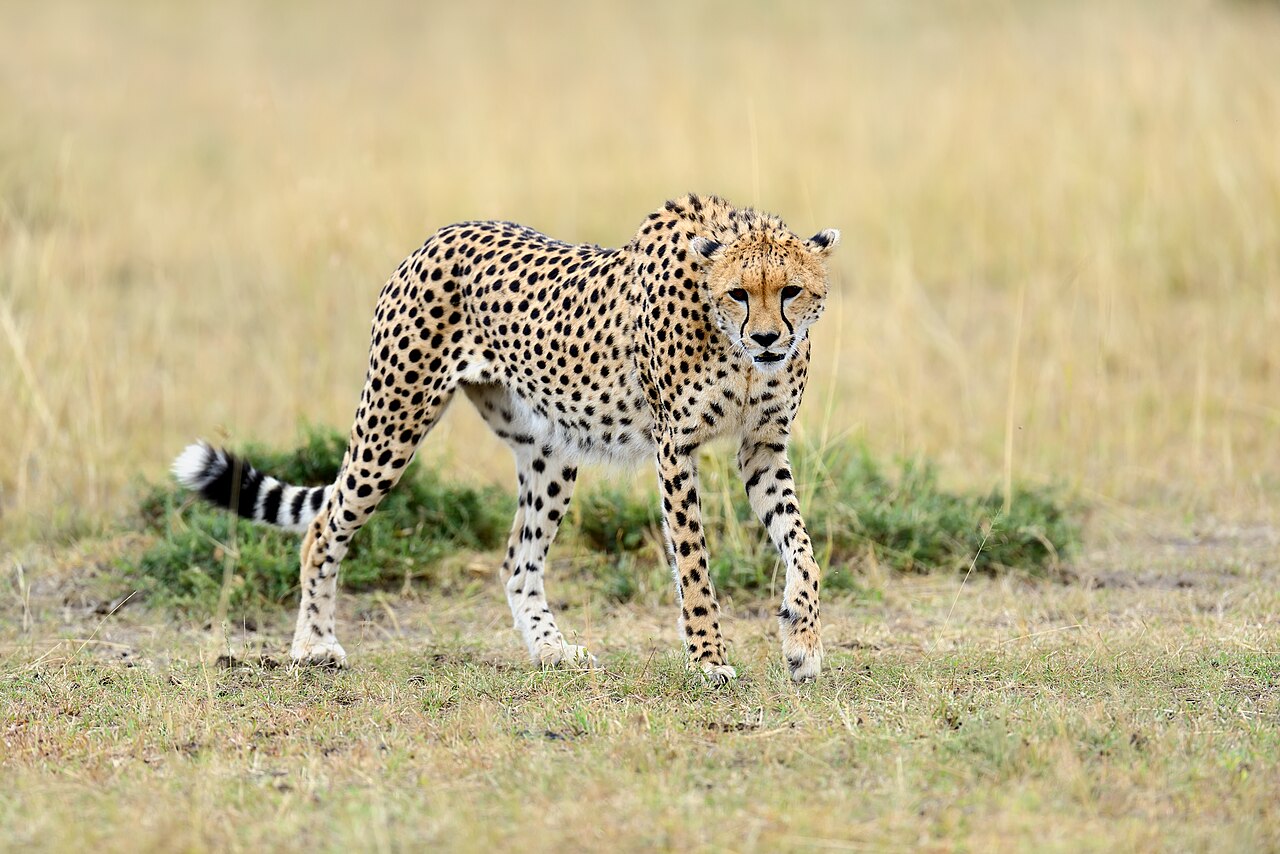 Guepard dans la reserve nationale du Masai Mara