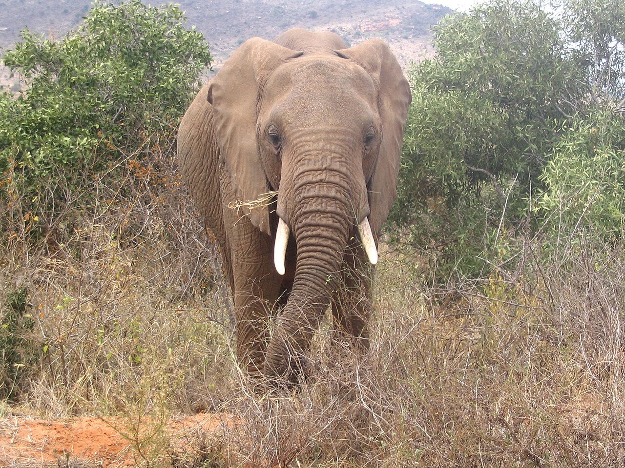 Elephants d Afrique dans le parc national de Tsavo Est