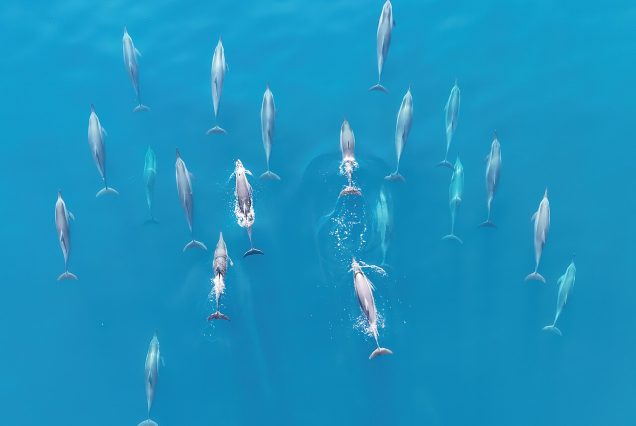 Groupe de dauphins longirostres dans l'océan Indien
