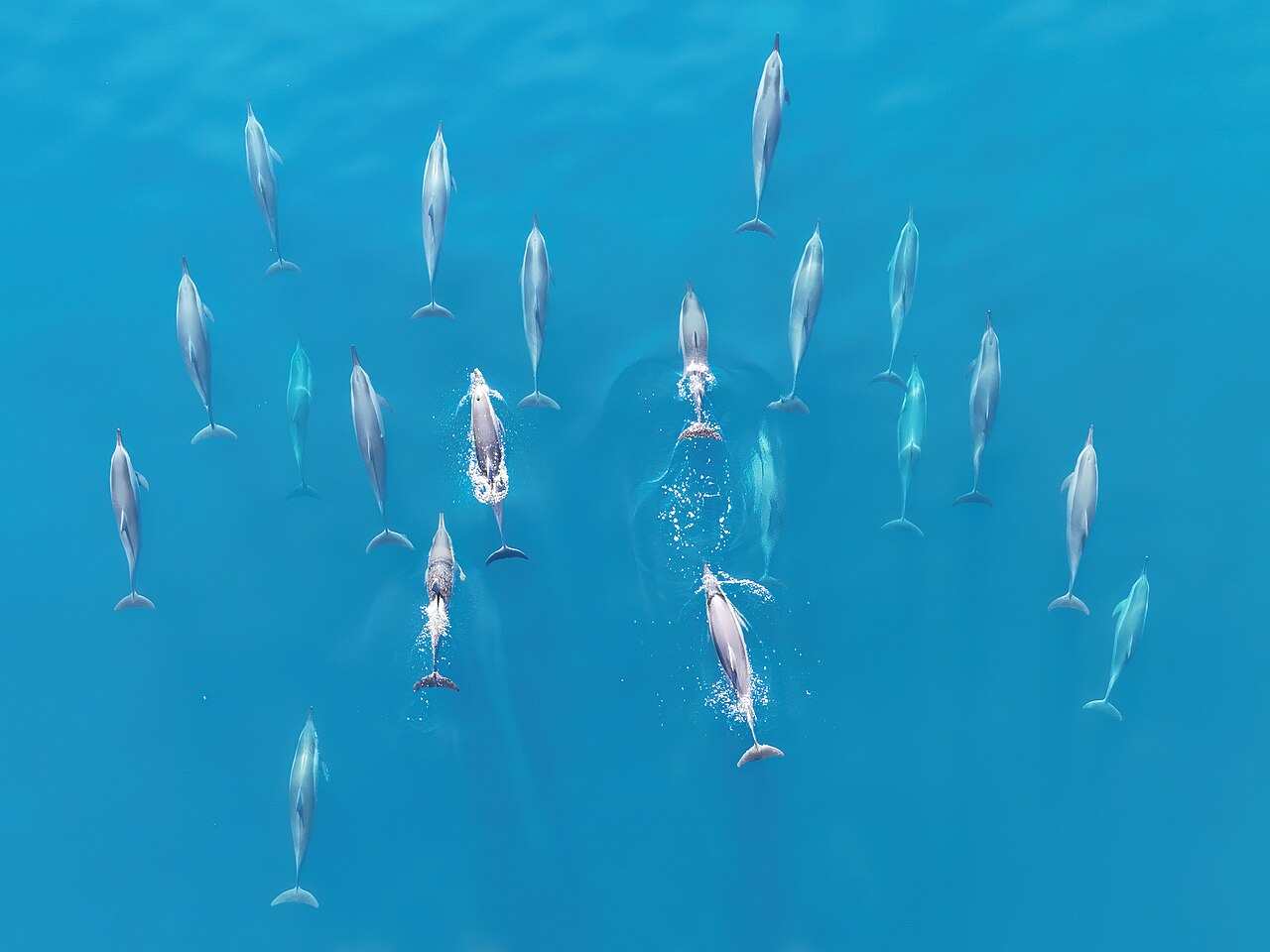 Groupe de dauphins longirostres dans l ocean Indien