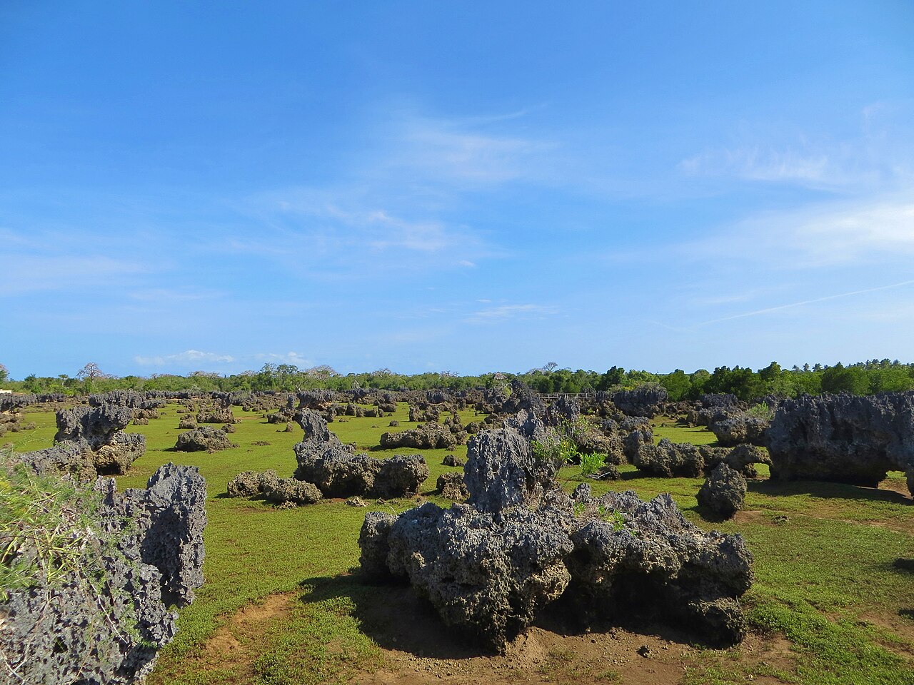 Jardin de corail de l ile de Wasini au Kenya