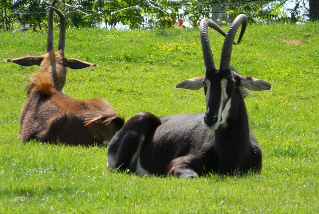 Antilope sable, ou hippotrague noir, d'Afrique