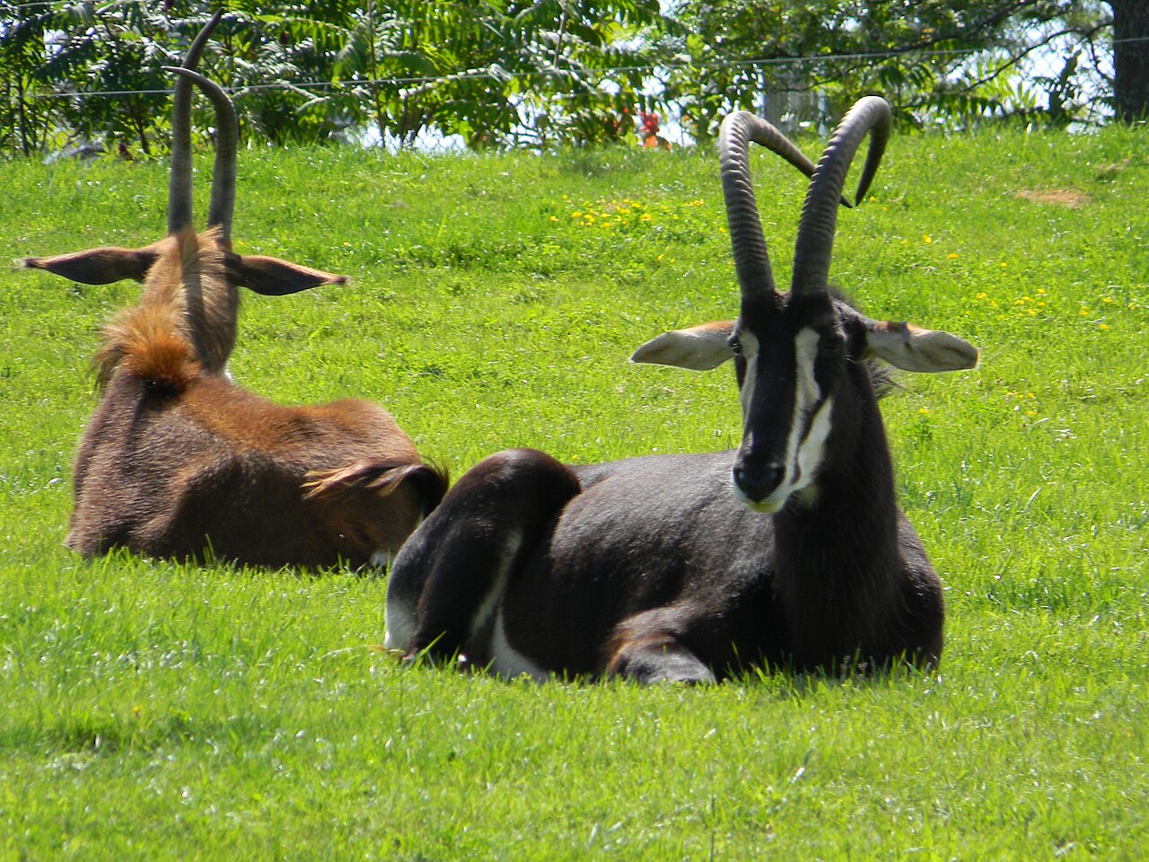 Antilope sable ou hippotrague noir d Afrique