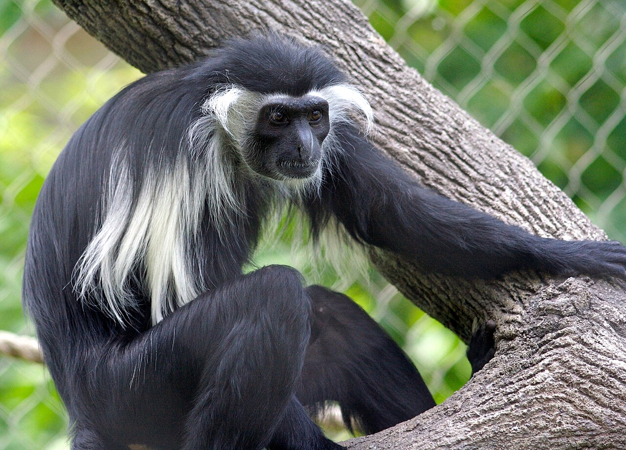 Singe colobe d Angola perche dans un arbre