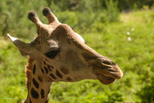 Girafe masaï au Haller Park de Bamburi, Mombasa