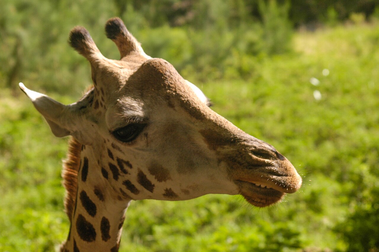Girafe masai au Haller Park de Bamburi, Mombasa