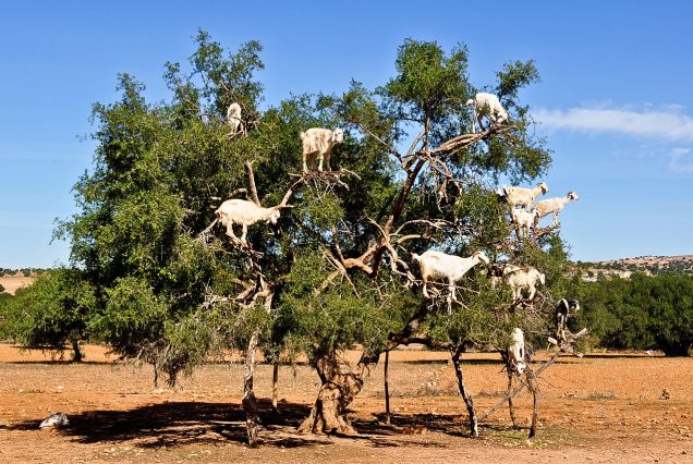 Chèvres perchées dans un arganier sur la route d'Essaouira