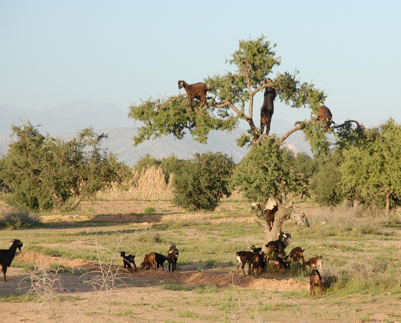 Chevres dans un arganier sur la route du Souss