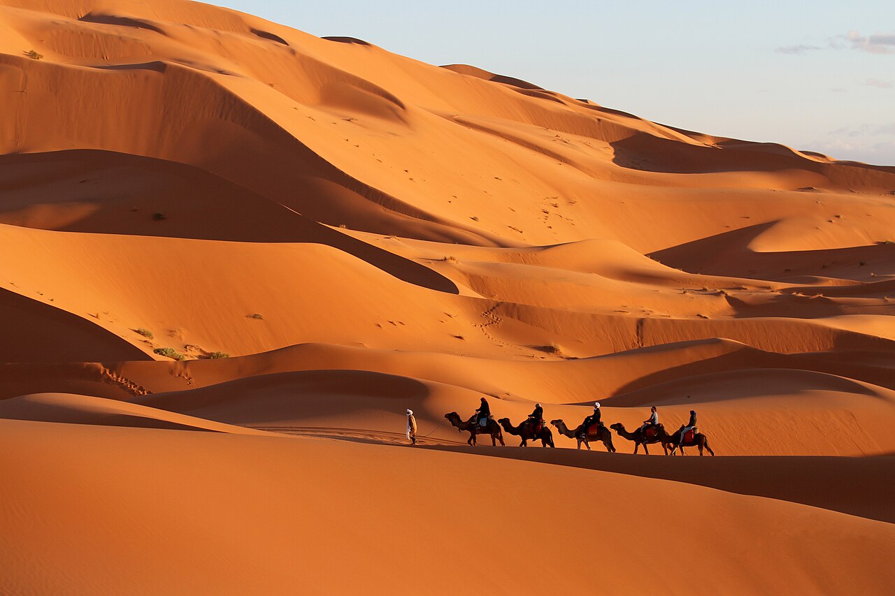 Dromadaires traversant une dune de sable au Maroc