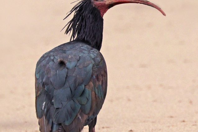 Ibis chauve, espèce emblématique du parc de Souss-Massa