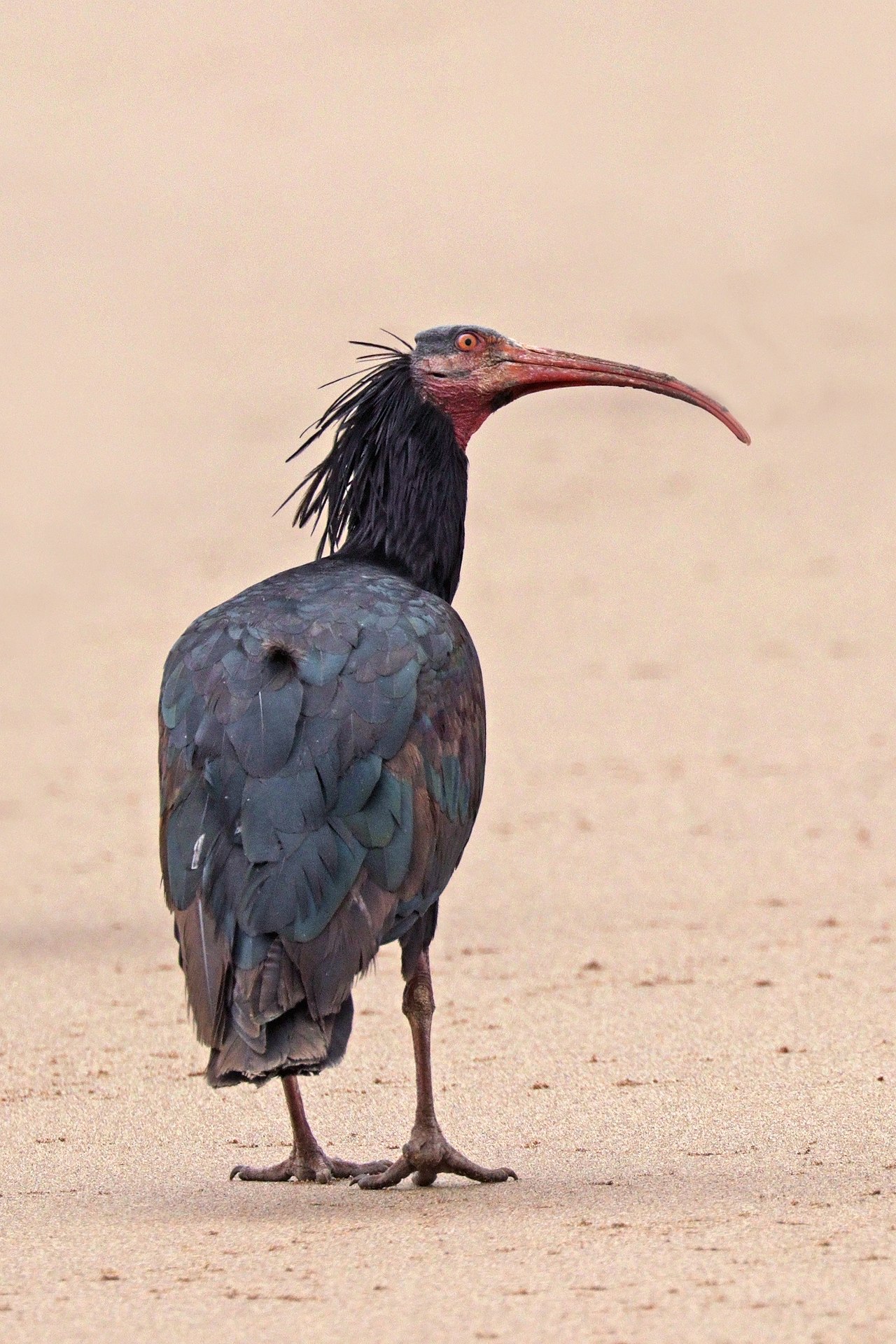 Ibis chauve, espece emblematique de Souss-Massa
