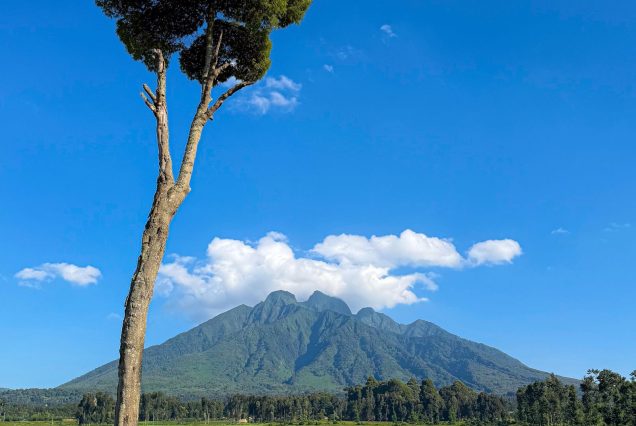 Le mont Karisimbi et un arbre isolé à Kinigi, Rwanda