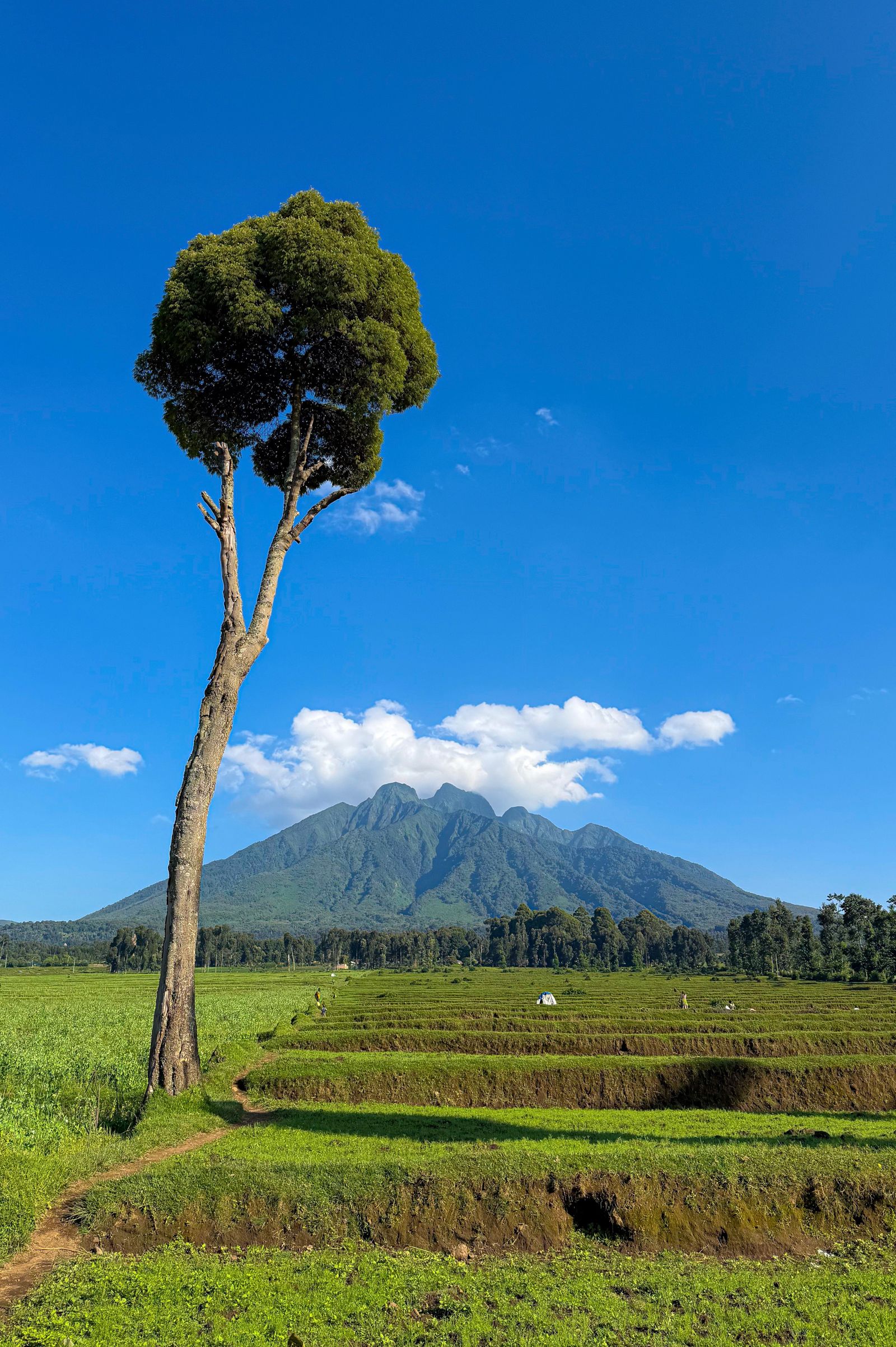 Le mont Karisimbi et un arbre isole a Kinigi, Rwanda