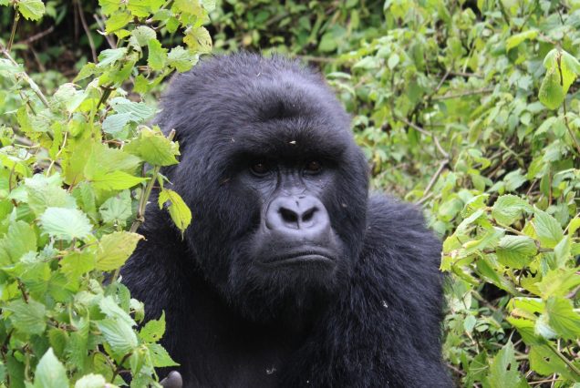Gorille de montagne dans la forêt de Kinigi, Rwanda
