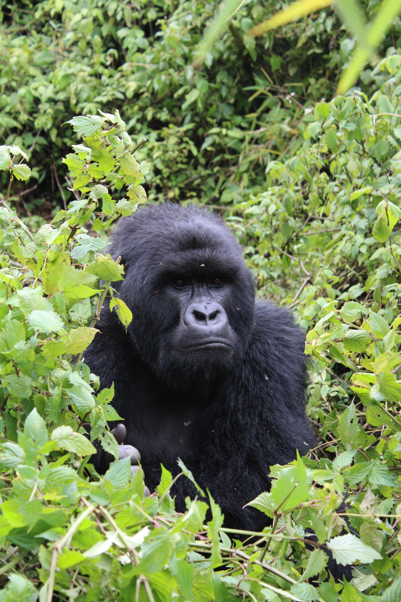 Gorille de montagne dans la foret de Kinigi, Rwanda