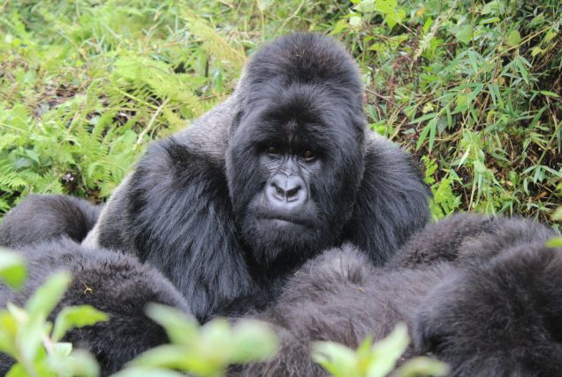 Gorille dos argenté dans les forêts de Kinigi, Rwanda