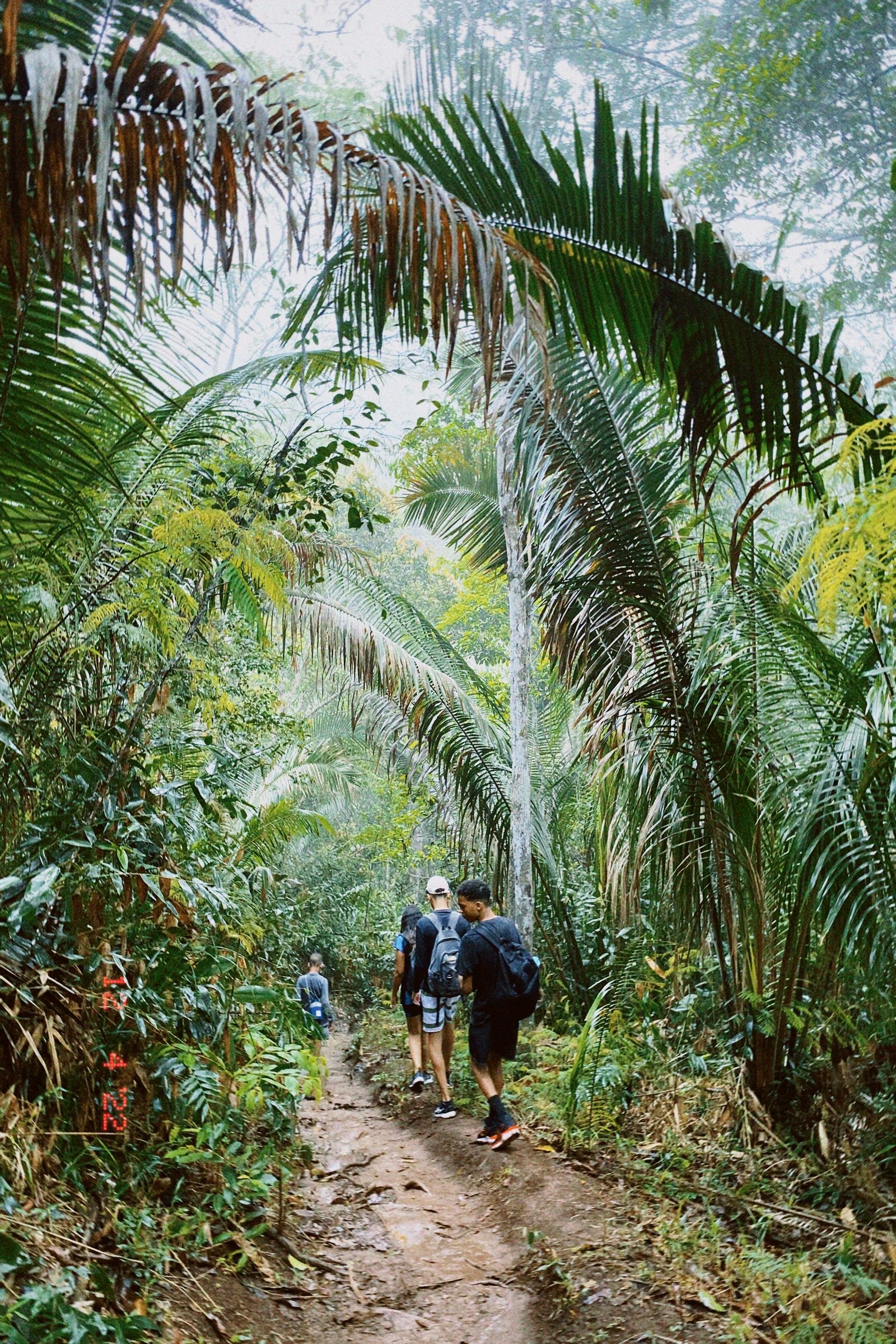 Randonneurs sur un sentier de foret tropicale brumeuse
