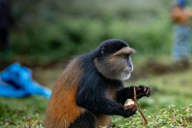 Singe doré se nourrissant dans son habitat naturel