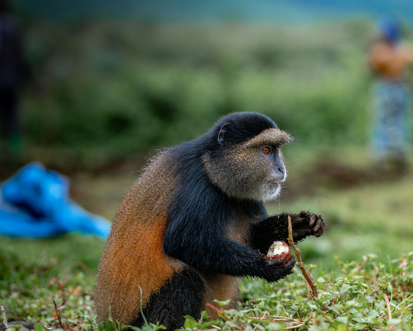 Singe dore se nourrissant dans son habitat naturel