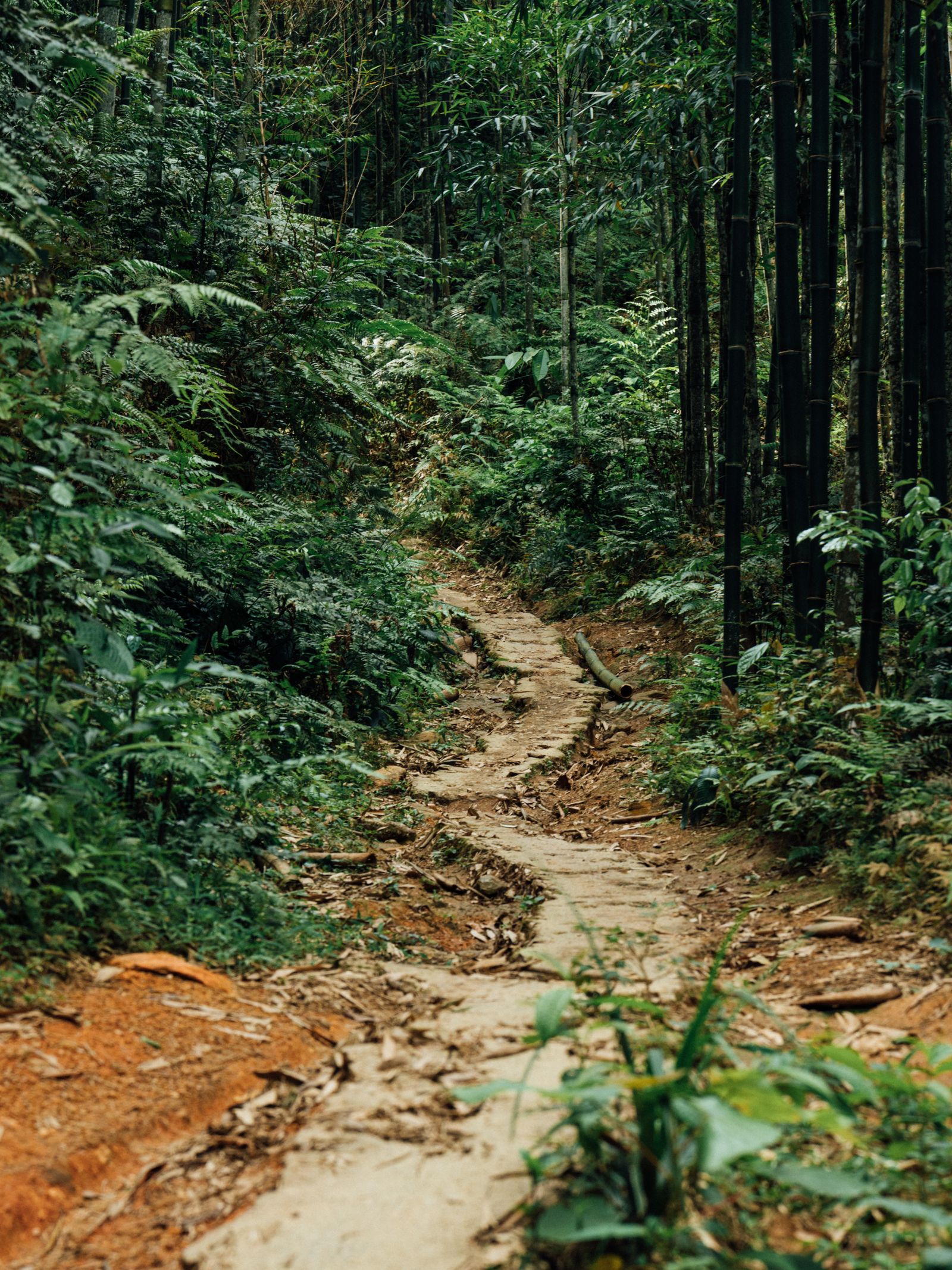 Sentier paisible dans une foret de bambous