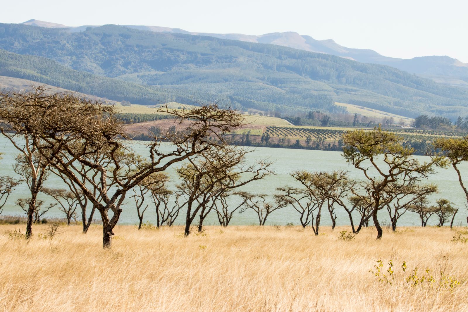 Acacias, lac et montagnes dans un paysage de savane