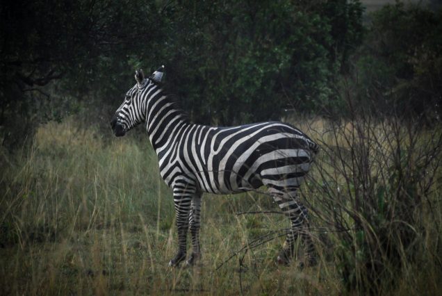 Zèbre dans la savane verdoyante d'Afrique de l'Est