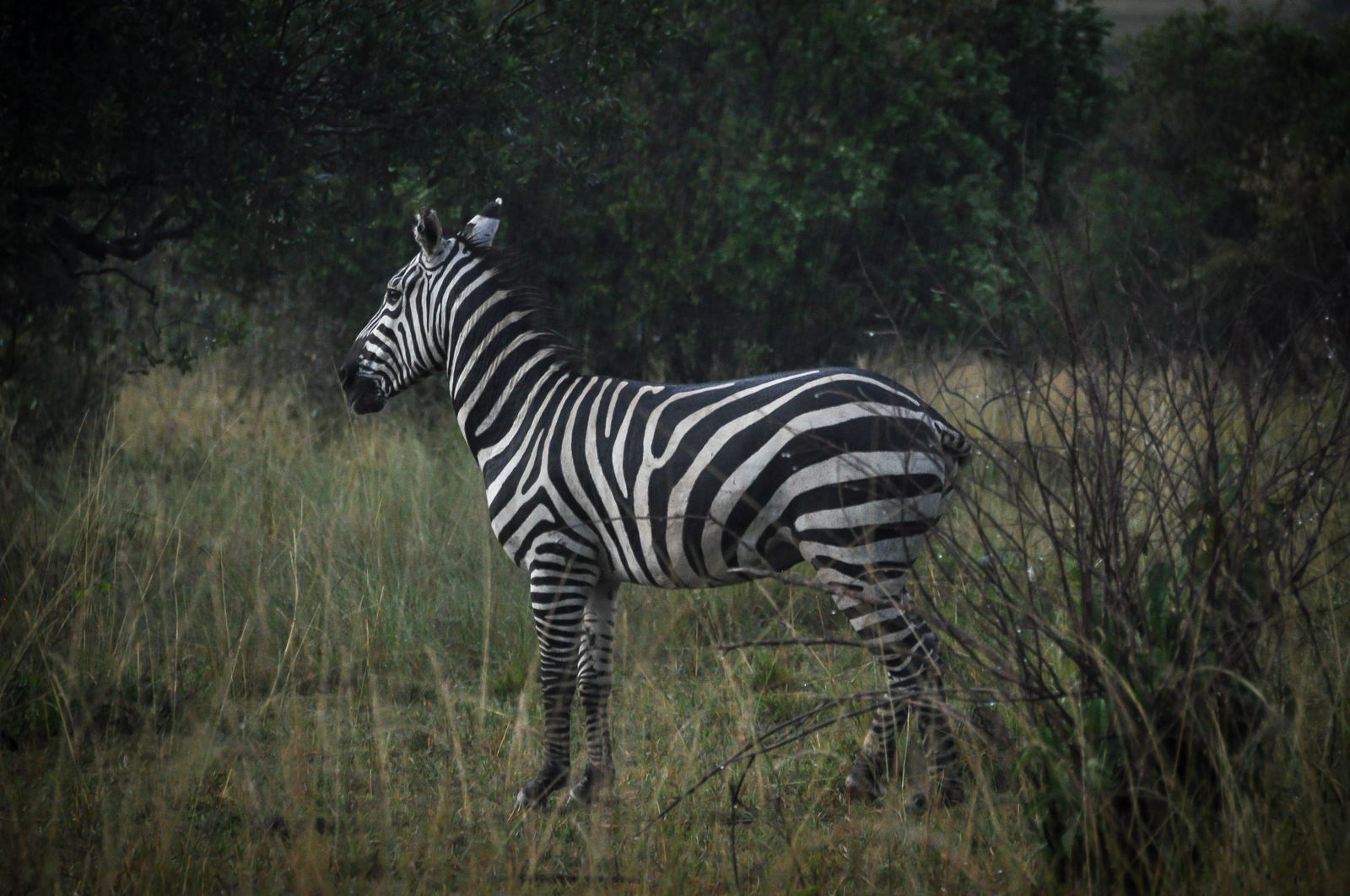 Zebre dans la savane verdoyante d Afrique de l Est