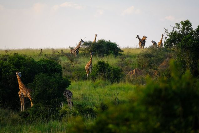 Girafes broutant dans la savane herbeuse