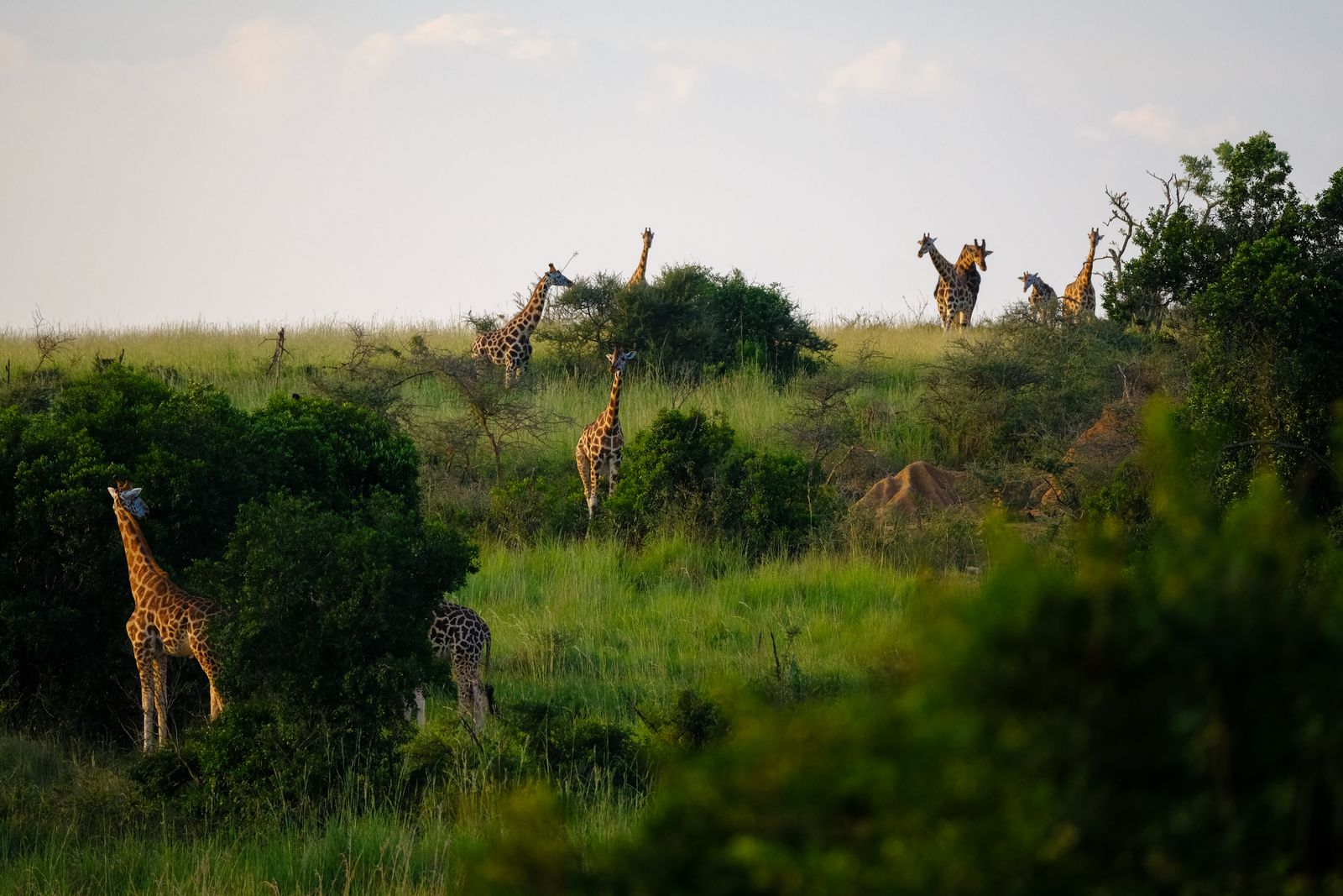 Girafes broutant dans la savane herbeuse