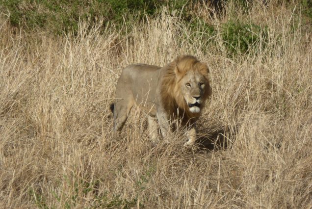 Lion majestueux marchant dans la savane