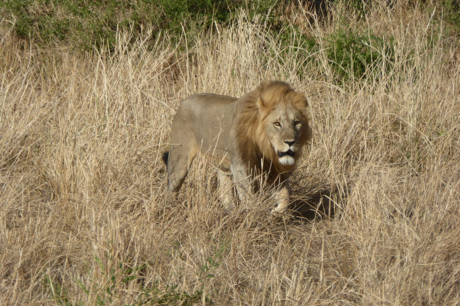 Lion majestueux marchant dans la savane