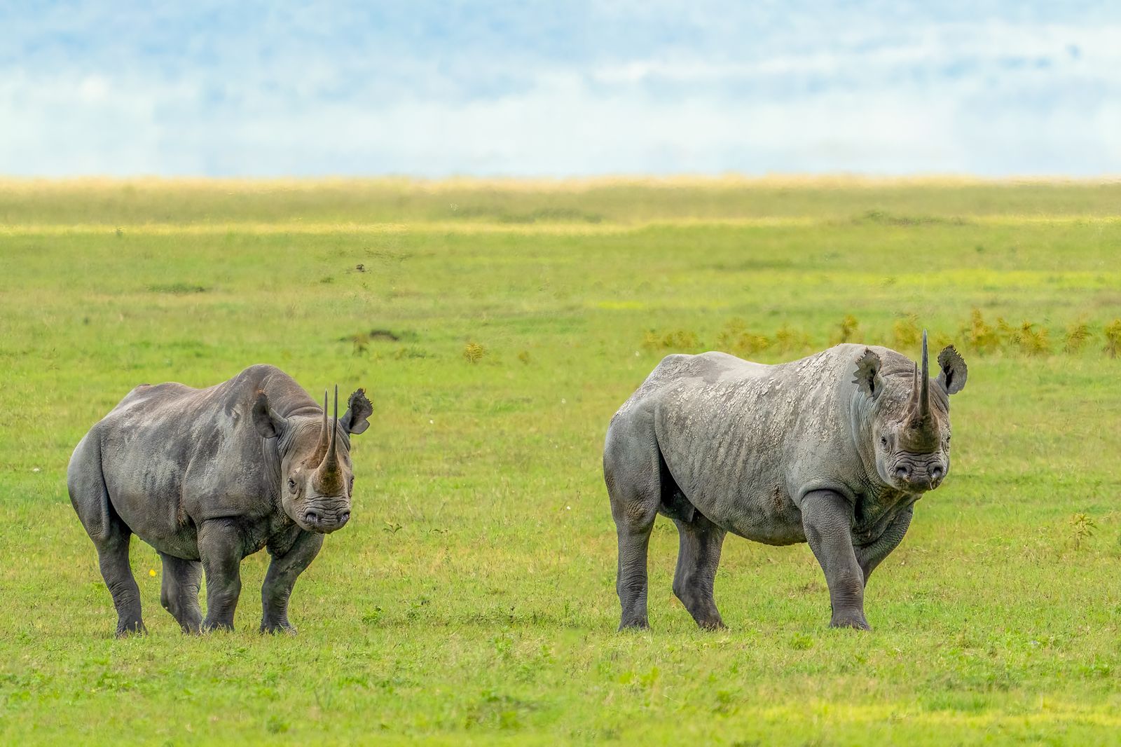 Deux rhinoceros dans la savane africaine