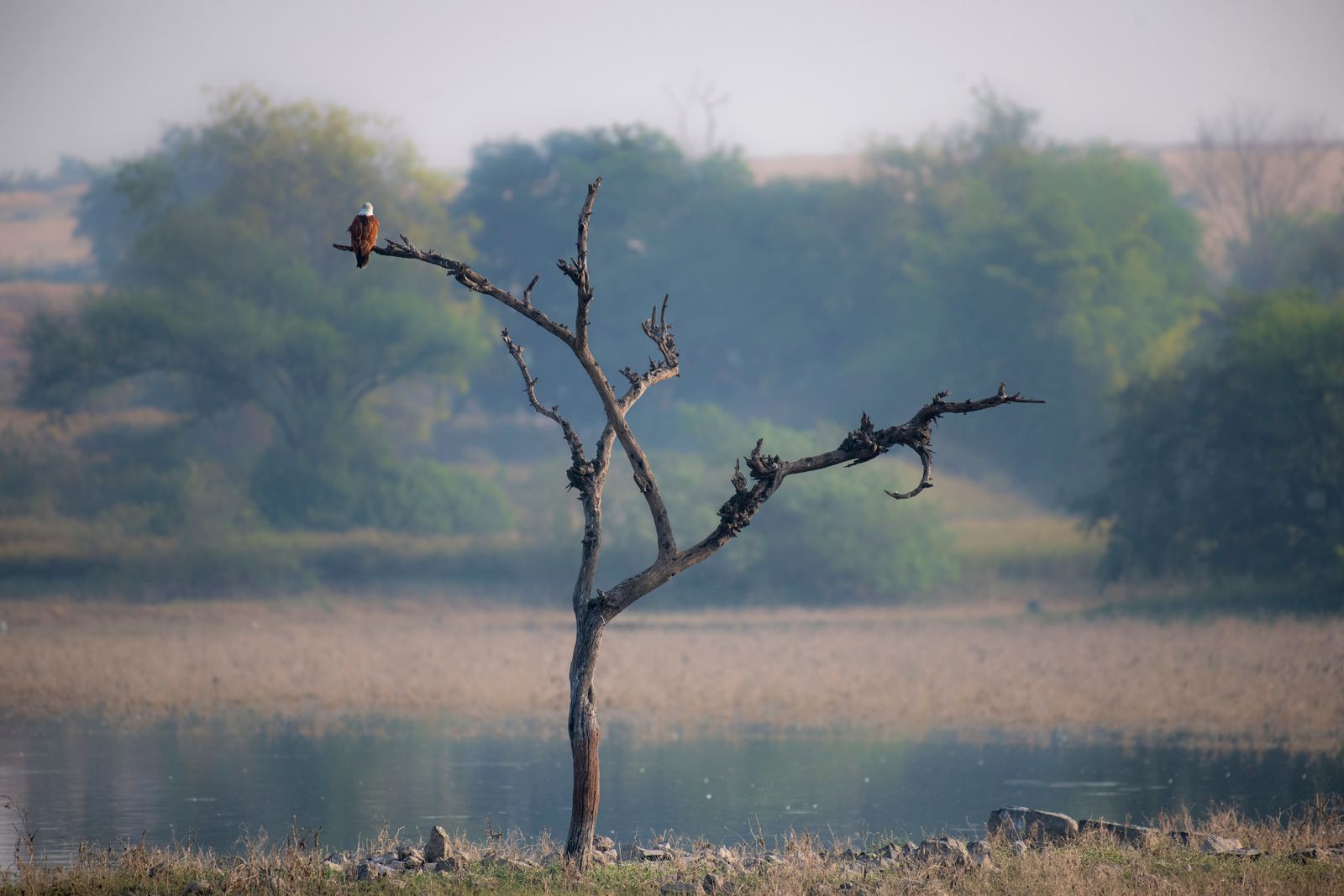 Aigle pecheur africain perche au bord du lac