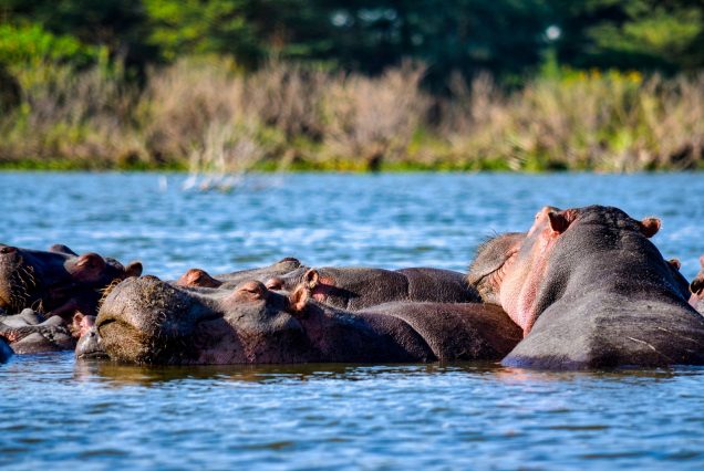 Groupe d'hippopotames dans les eaux d'un lac africain