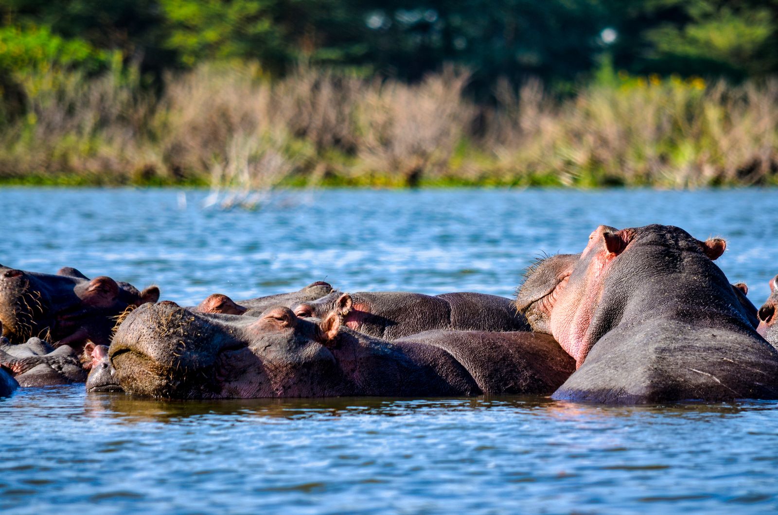 Groupe d hippopotames dans les eaux d un lac africain