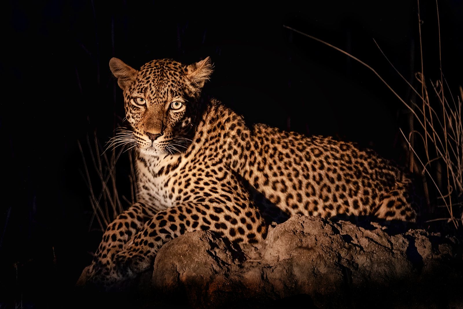 Leopard au repos sur les rochers a la nuit tombee